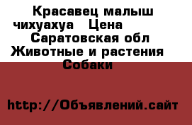 Красавец малыш чихуахуа › Цена ­ 7 000 - Саратовская обл. Животные и растения » Собаки   